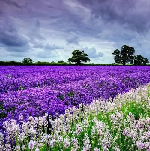 微信头像,唯美风景,一共30张