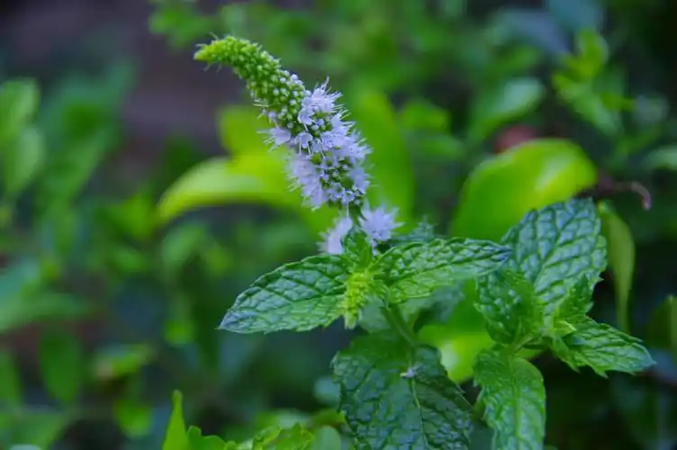 山野寻奇——薄荷