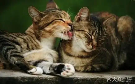 给亲爱的一个吻,胜过任何东西