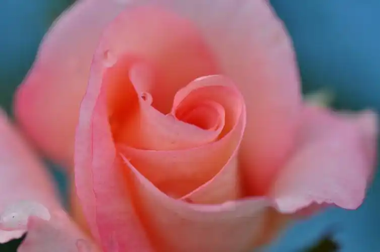 唯美粉色月季花