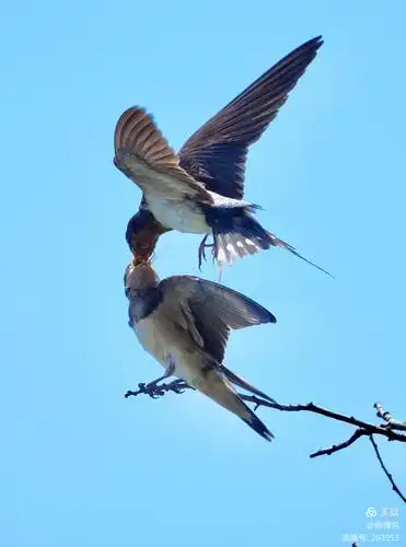 小燕子带您:穿越时空领略古人情怀!