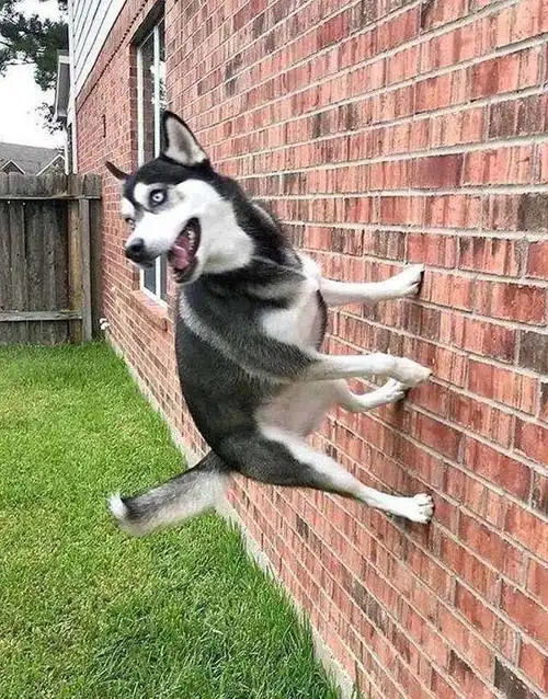 天呐这些狗狗也太搞笑了吧果然二哈还是最突出的那个