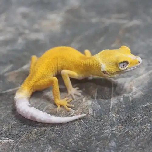 活体小宠豹纹守宫爬虫宠物蜥蜴新手入门爬宠宿舍萌宠银河恶魔白酒