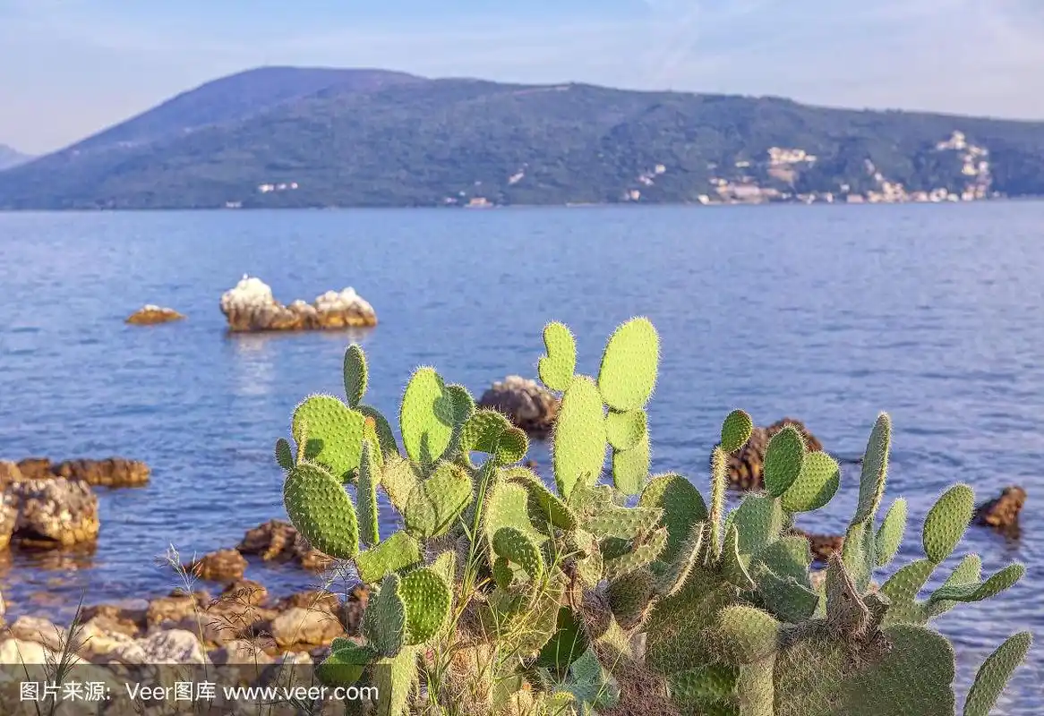 海岸地形,仙人掌,海洋生命,热带气候,船