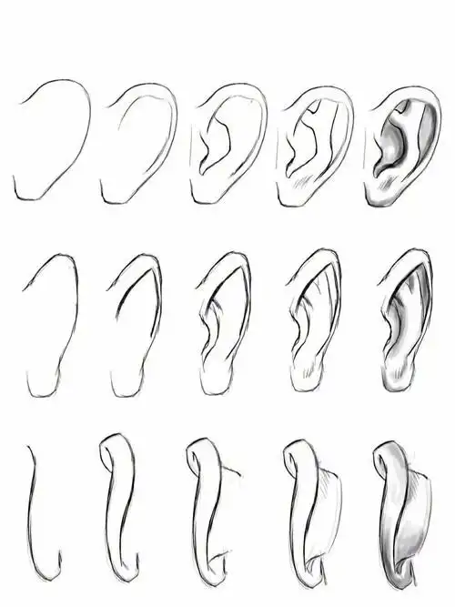 各种耳朵类型,不同角度耳朵练习.