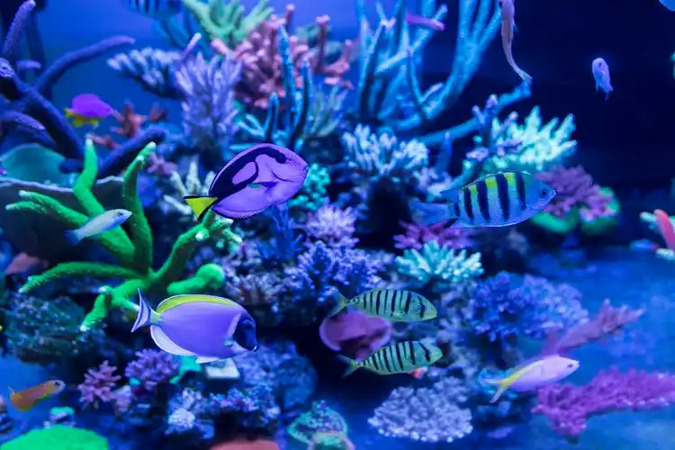 青岛海底世界暂停开放