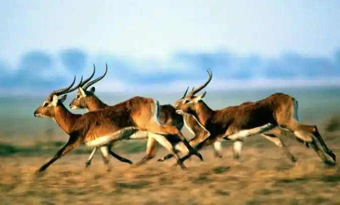 为什么羚羊会选择在草原上奔跑,而不是在森林中?