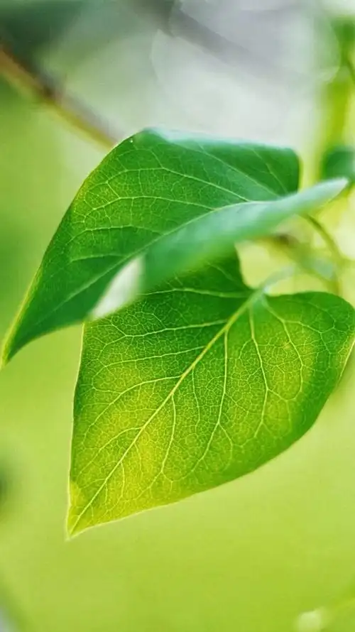 658_1171竖版 竖屏