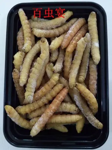 豆虫 豆青虫 野生冷冻大豆虫 个大肉肥 高蛋白营养丰富
