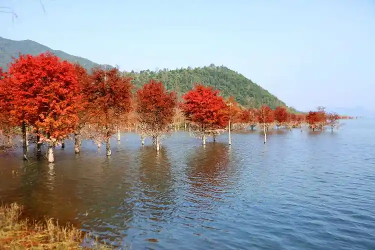 美哉,长潭水库红杉林