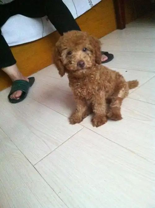 谁能帮我看看·我家泰迪多大了· 卖狗的人说 3个月左右