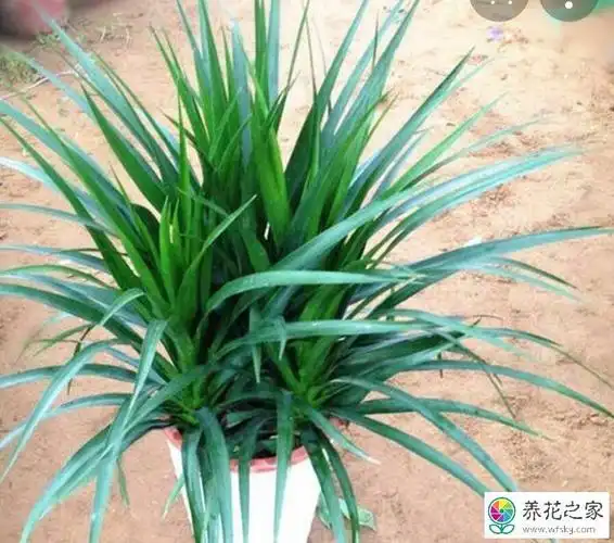 怎样给大龙须树换花盆_养花之家