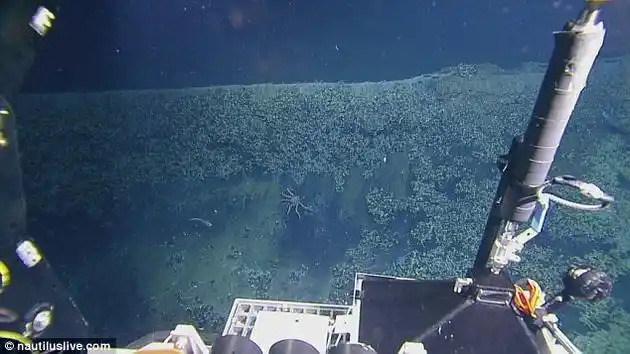 海底首次发现怪异无底卤水池:被称为"死亡按摩浴缸"