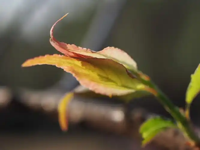 【寻找最后的美人梅】