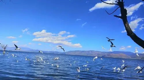 洱海海鸥蓝天白云
