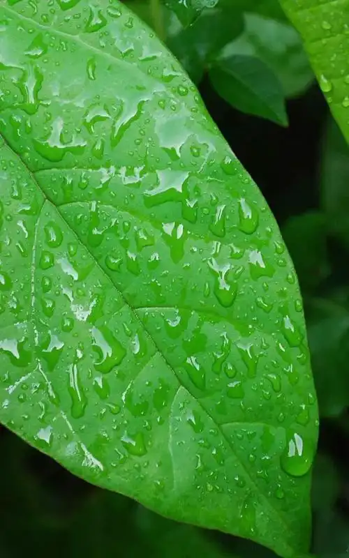 100张手机护眼背景图