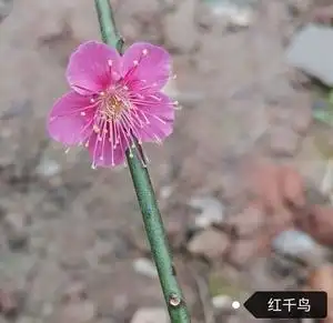 红千鸟梅花