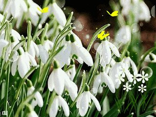 【唯美gif】唯美花朵动态图片_360图片