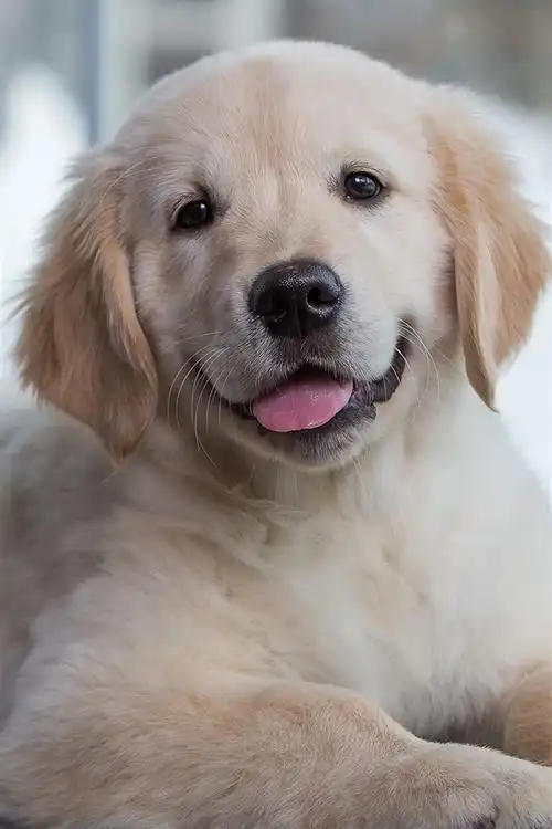 可爱的猎犬,小狗,休息 iphone 壁纸