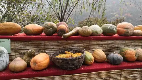 丰收的各种瓜