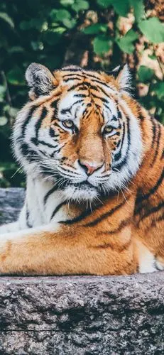 老虎,休息,野生动物 iphone 壁纸