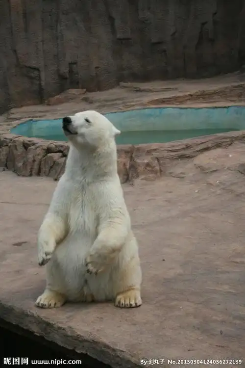 白色北极熊站立摄影图__野生动物_生物世界_摄影图库_昵图网nipic.com