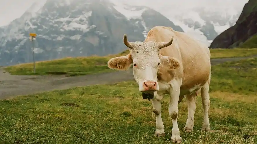 牛壁纸【206】(动物静态壁纸) - 静态壁纸下载 - 元气壁纸