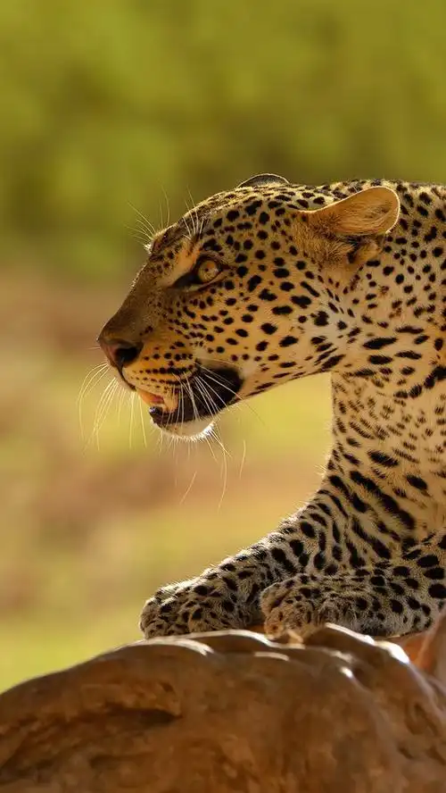 豹,捕食者,野生动物 iphone 壁纸