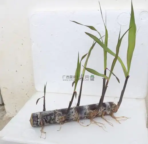 甘蔗能当种苗种植吗?