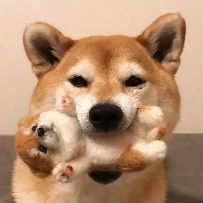 2021最新头像可爱萌宠高清图片