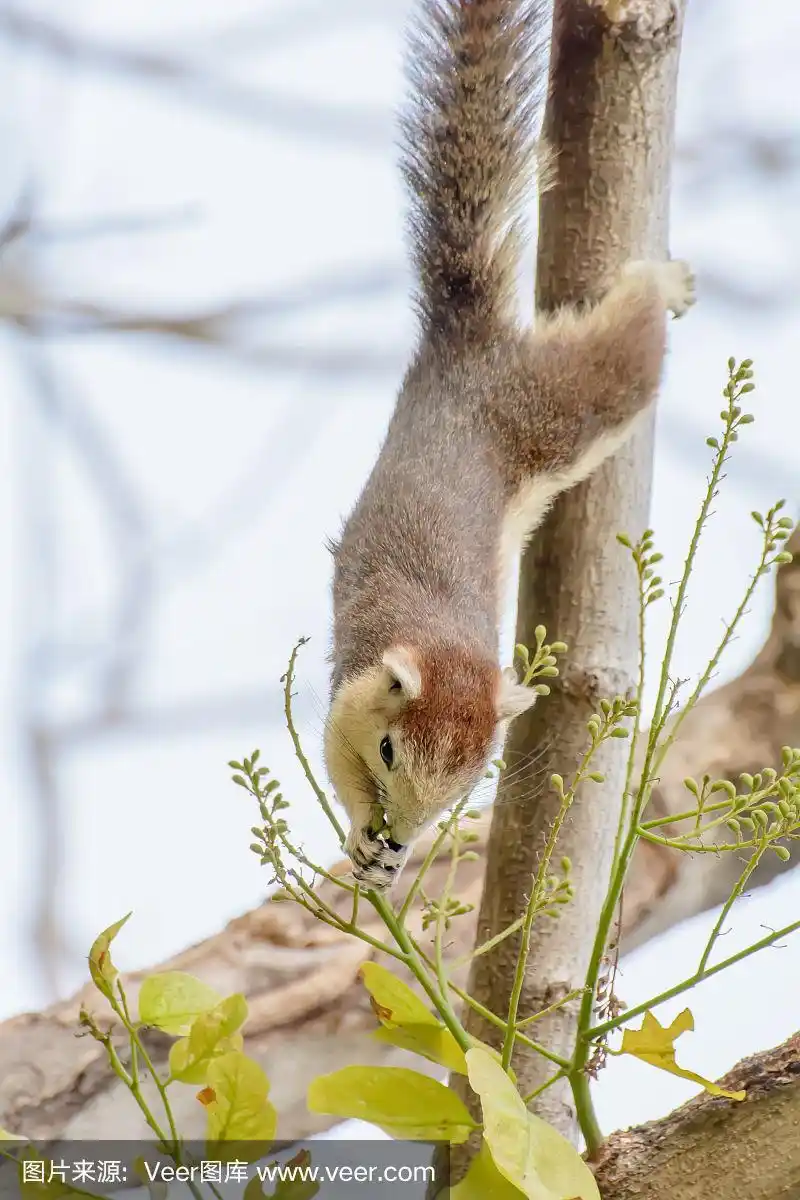 松鼠,种子,冬眠鼠,花栗鼠,可爱的