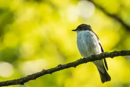欧洲鹟鸟特写 (ficedula hypoleuca) 栖息在树枝上, 在春季繁殖季节的