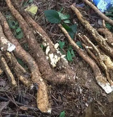 野生山药淮山药新鲜6年以上农产品农家5斤装土毛视频产现挖