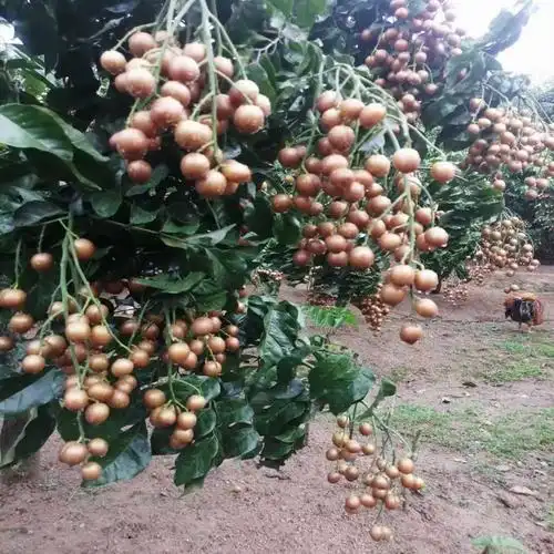 改良新品无核紫肉黄皮嫁接当年结果南北南北方果树