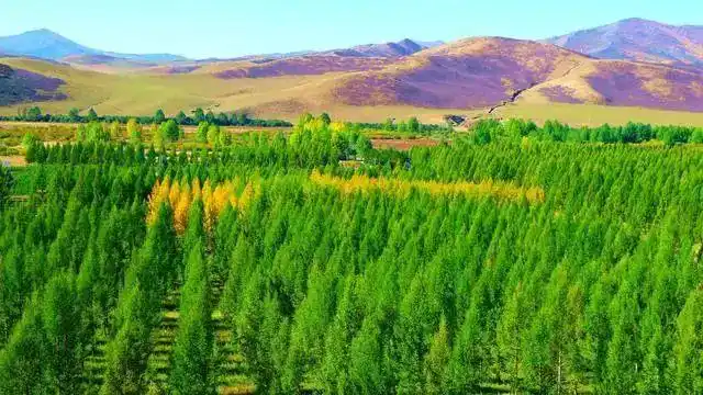 光影左旗乌兰坝林场科尔沁沙地的天然屏障