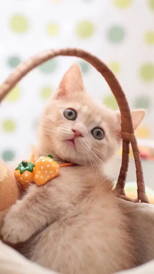 敲可爱萌物猫咪手机锁屏壁纸精选集