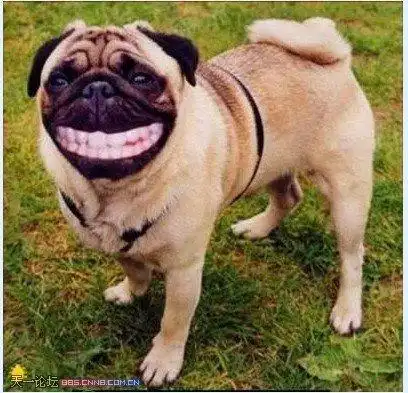 周末来看看搞笑宠物图图