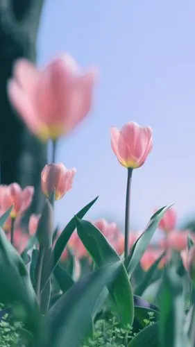 郁金香可爱小清新写真,高清图片,手机壁纸