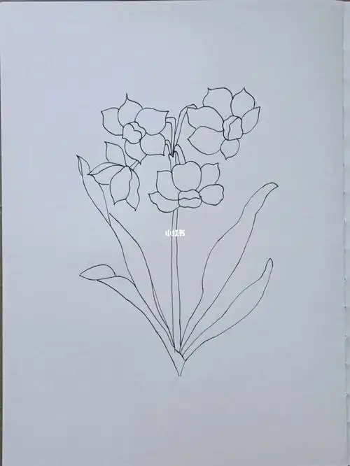 水仙花(针管笔临摹)