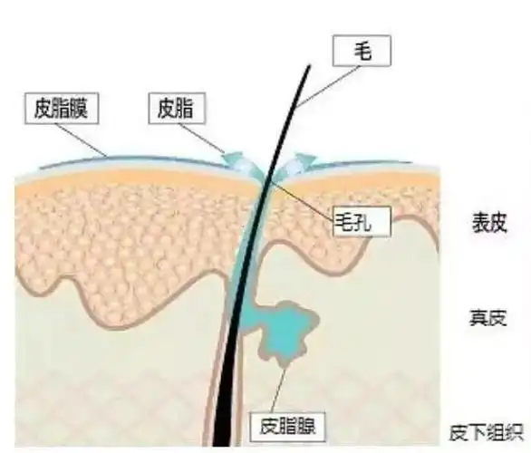 皮脂膜的保养是关键