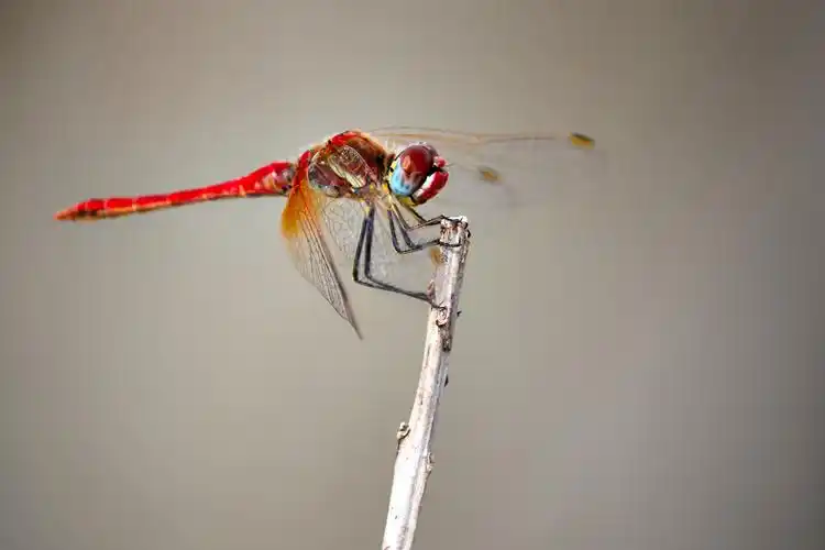 停在枝头的蜻蜓