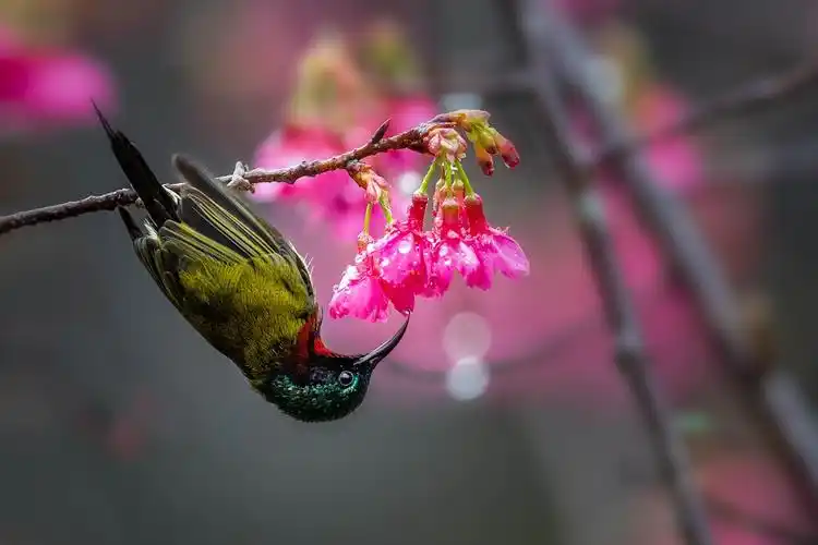 最美花鸟图——樱花与叉尾太阳鸟