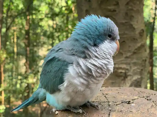 全程被围观哈哈哈哈98#爬山#鹦鹉#蓝和尚鹦鹉