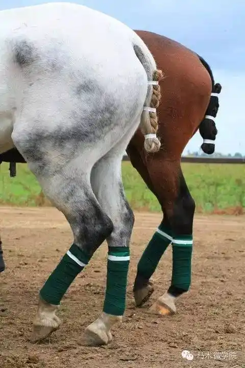 迷人马尾是怎样养成的