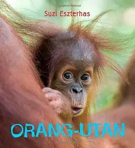 orangutan