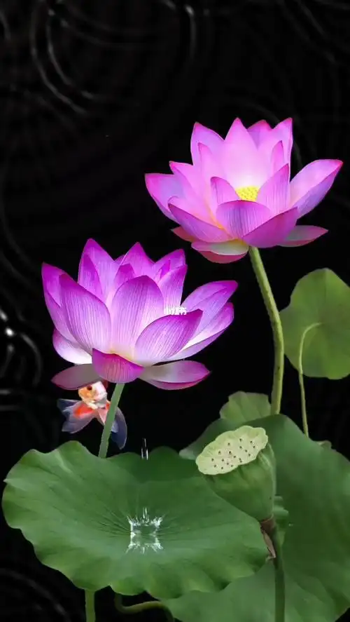 高清壁纸 #人生感悟 #荷花