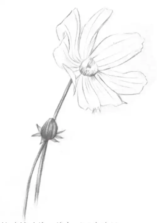 素描植物波斯菊绘画步骤教程(2)