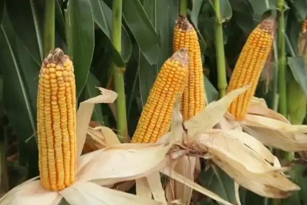 迪卡159玉米种简介适合哪里种植产量如何