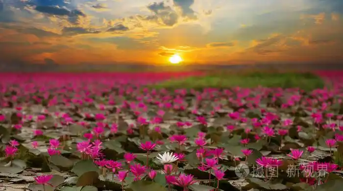 泰国阳光上升莲花一朵