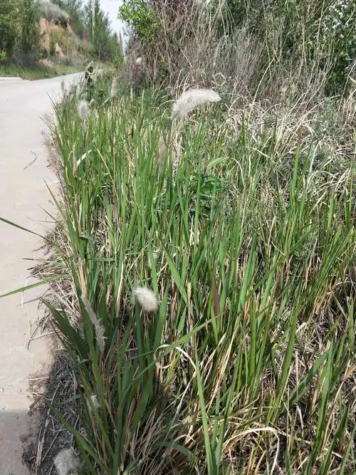 白茅根的功效与作用(中药与植物之--白茅根)
